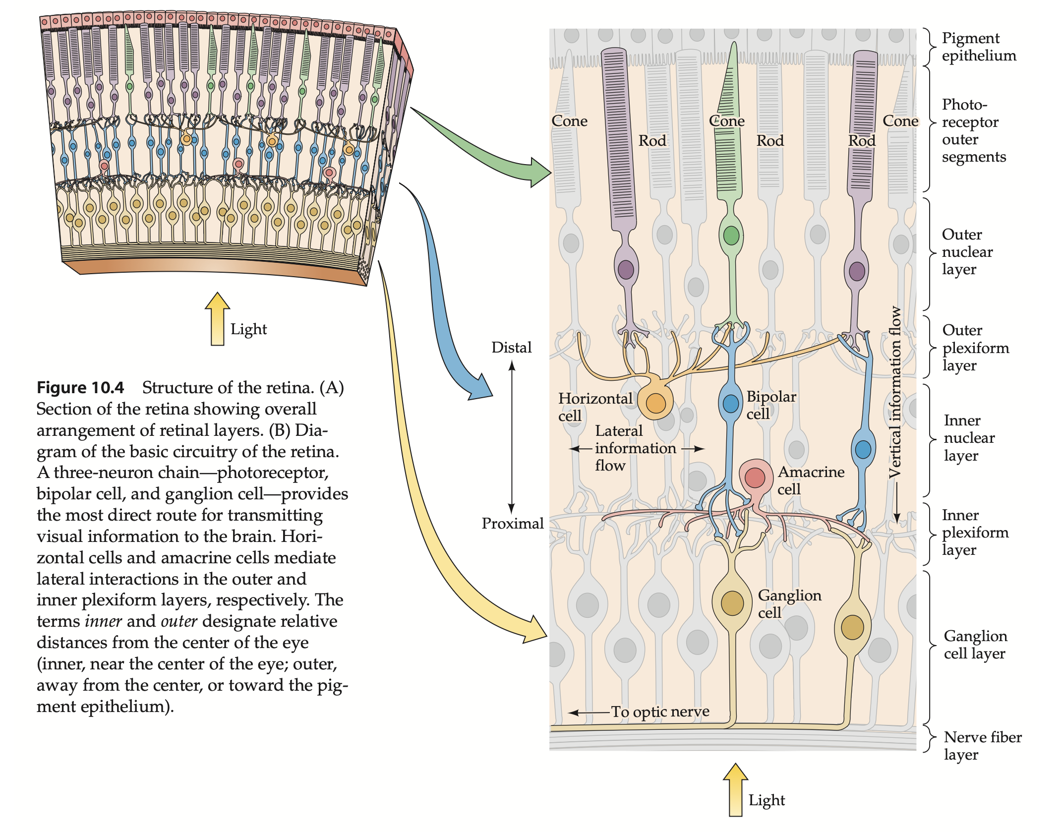 Diagram of Neural Tissue