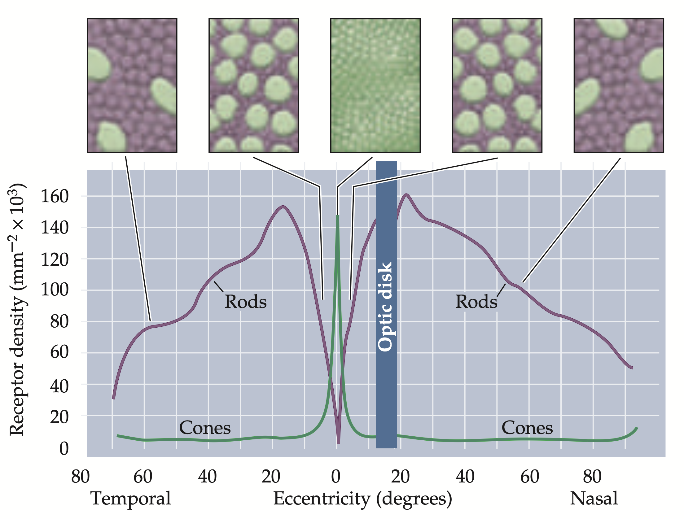 Distribution of Rods and Cones
